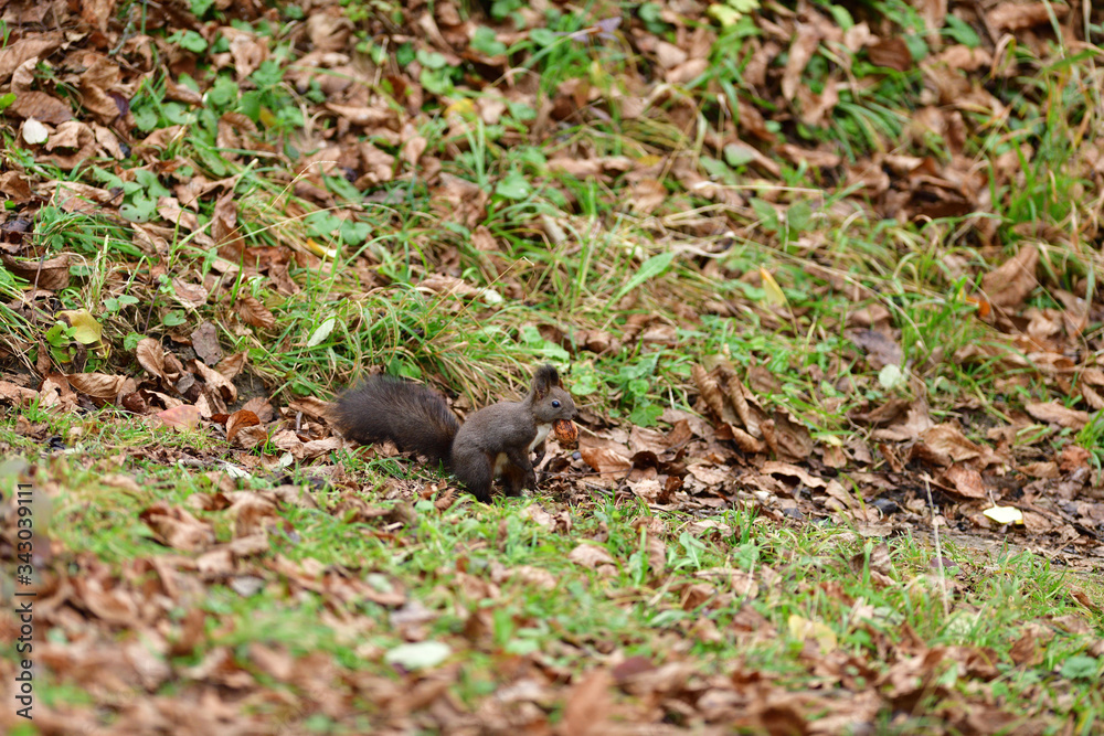 Eurasian red Squirrel climbs the leaves on the ground in the forest and looks for food Eurasian red Squirrel climbs the leaves on the ground in the forest and looks for food