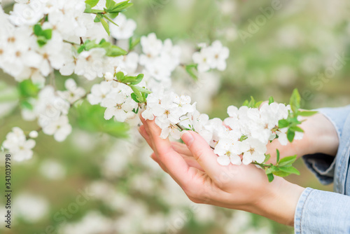 White cherry flowers in hands close-up. Spring photo. Caring for nature and love