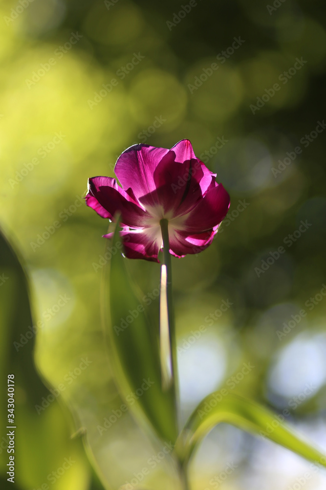 Obraz premium Close up of blooming beautiful tulip flowers springtime on natural green background