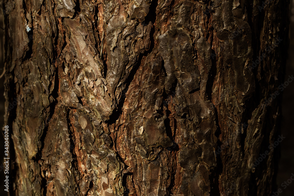 Old Wood Tree Texture Background Pattern Old Wood Tree Texture Background Pattern