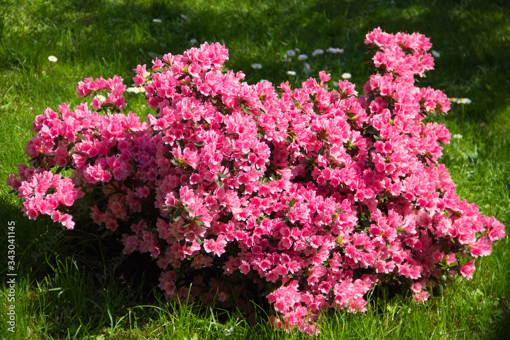 Obraz premium Azalea