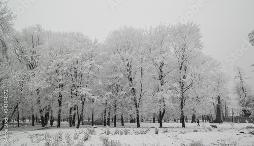 frosty snow covered trees in a park