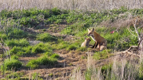 Mother fox warms herself in the sun and cuddles with kits photo