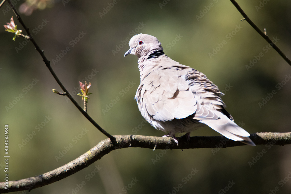 Obraz premium tourterelle truque