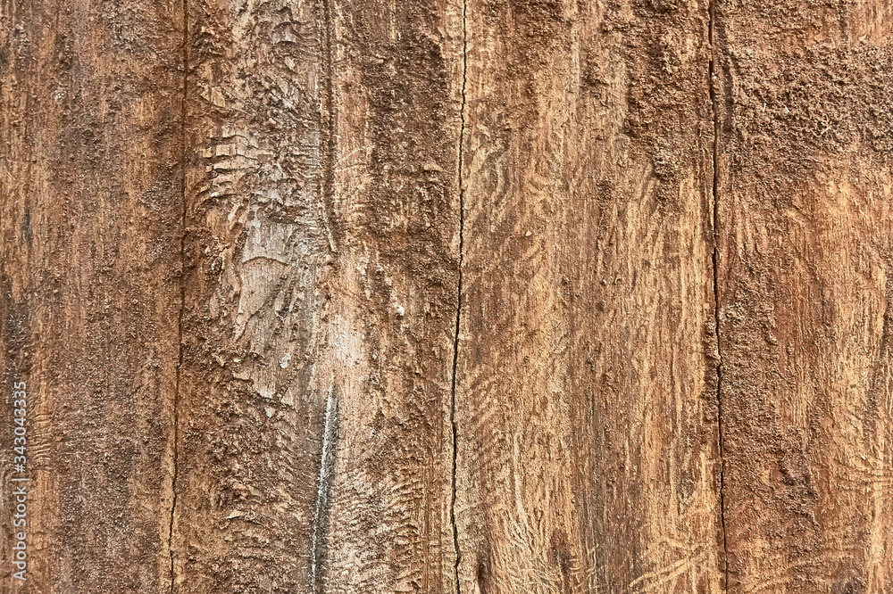 texture of tree bark decorated with patterns left over from the bark beetles texture of tree bark decorated with patterns left over from the bark beetles