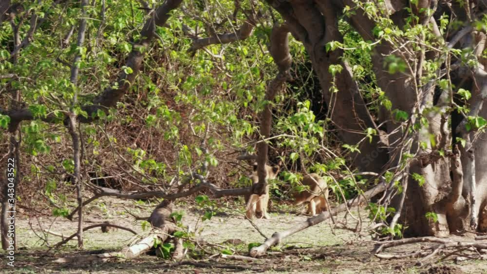 Two young lion cubs run and play in the bushes near their resting mother in Chobe National Park. Two young lion cubs run and play in the bushes near their resting mother in Chobe National Park.