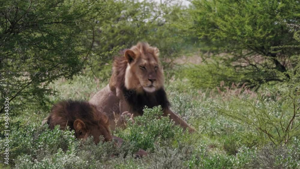 Adult male lion stands up and stretches in the warm sun in Chobe National Park in Botswana. Adult male lion stands up and stretches in the warm sun in Chobe National Park in Botswana.