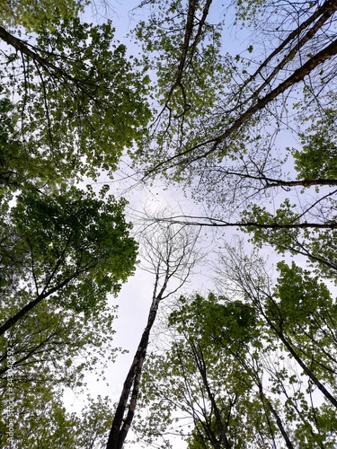 trees and sky