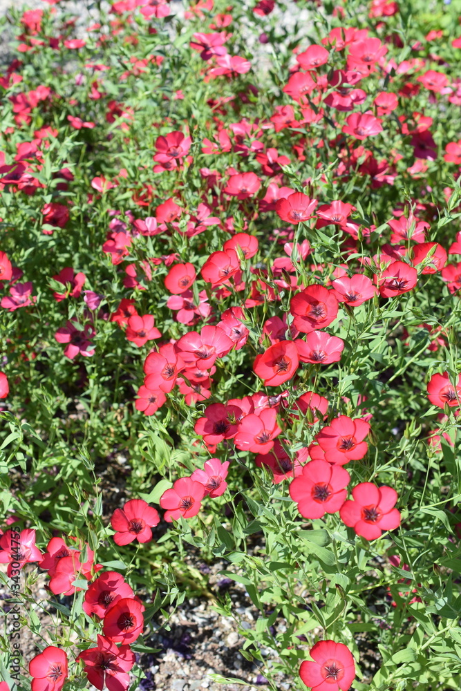 Red flax Linum grandiflorum flowering in a garden