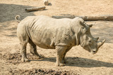 Zoo - rhinoceros