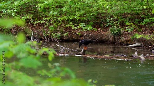 A raven at the river. Close up of a raven seaching food in the river.