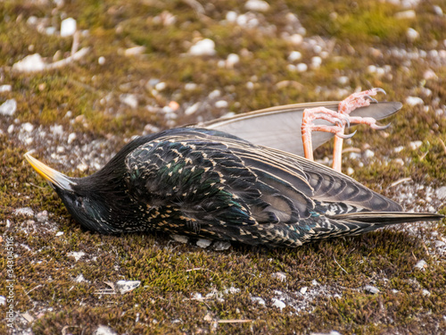 picture of a dead starling who has suffered an accident
