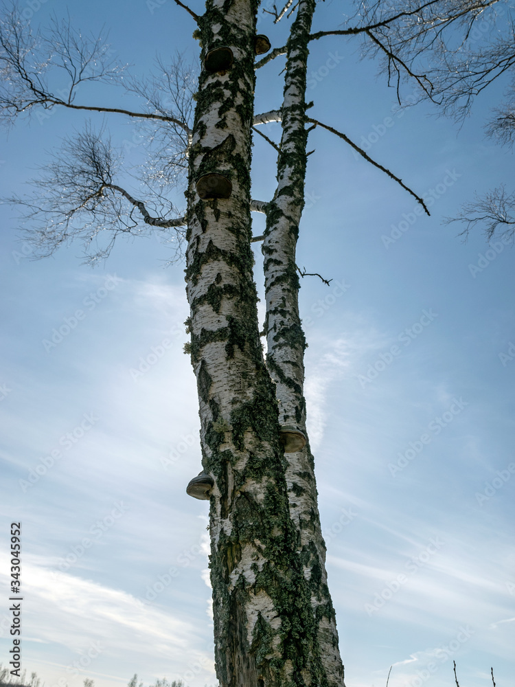 Fototapeta premium birch trunk in spring, trees still without leaves