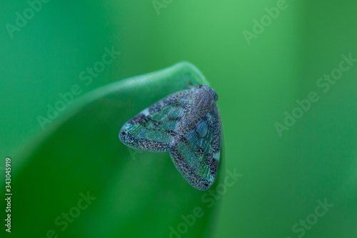 Passion vine Hooper sitting on blade of grass