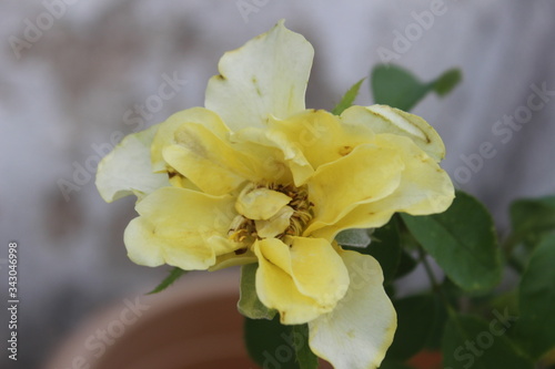 yellow flower in a pot