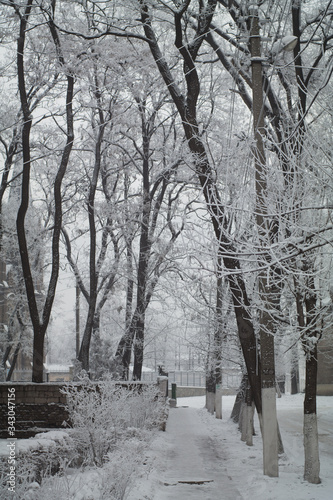 frosty  snow covered trees above the road