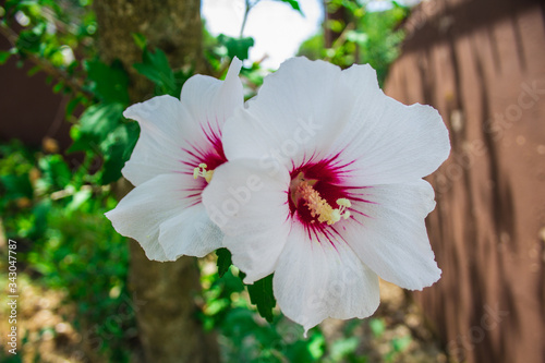 Hibiscus syriacus. Red Heart. Beautiful tropical flower in a garden in Croatia