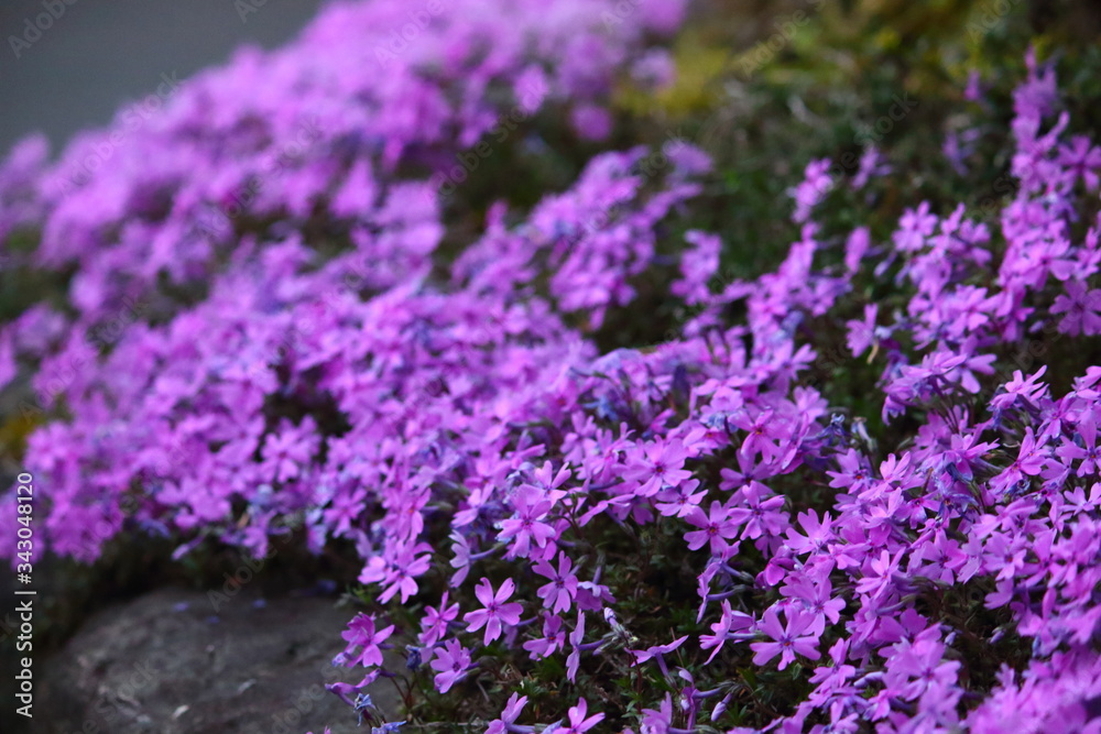 Obraz premium 芝桜