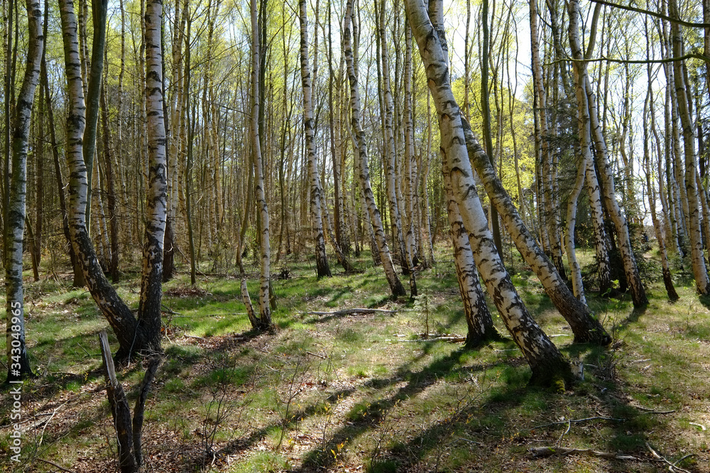 Fototapeta premium Birkenwald im Gegenlicht