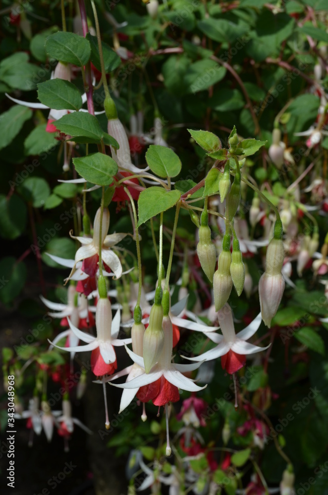 Close up of many vivid pink magenta and white fuchsia flowers and blooms in a garden pot in a sunny summer day, beautiful outdoor floral background photographed with soft focus
Close up of many vivid pink magenta and white fuchsia flowers and blooms in a garden pot in a sunny summer day, beautiful outdoor floral background photographed with soft focus