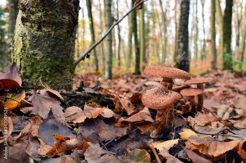  mushrooms in the autumn forest in the leaves