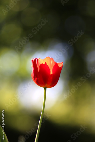 Radiant green spring background of tulip on bokeh bqackground for a concept