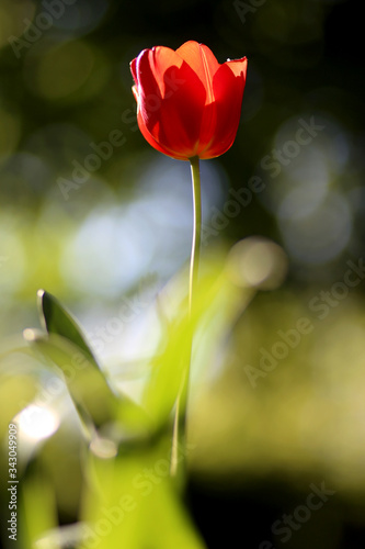 Radiant green spring background of tulip on bokeh bqackground for a concept