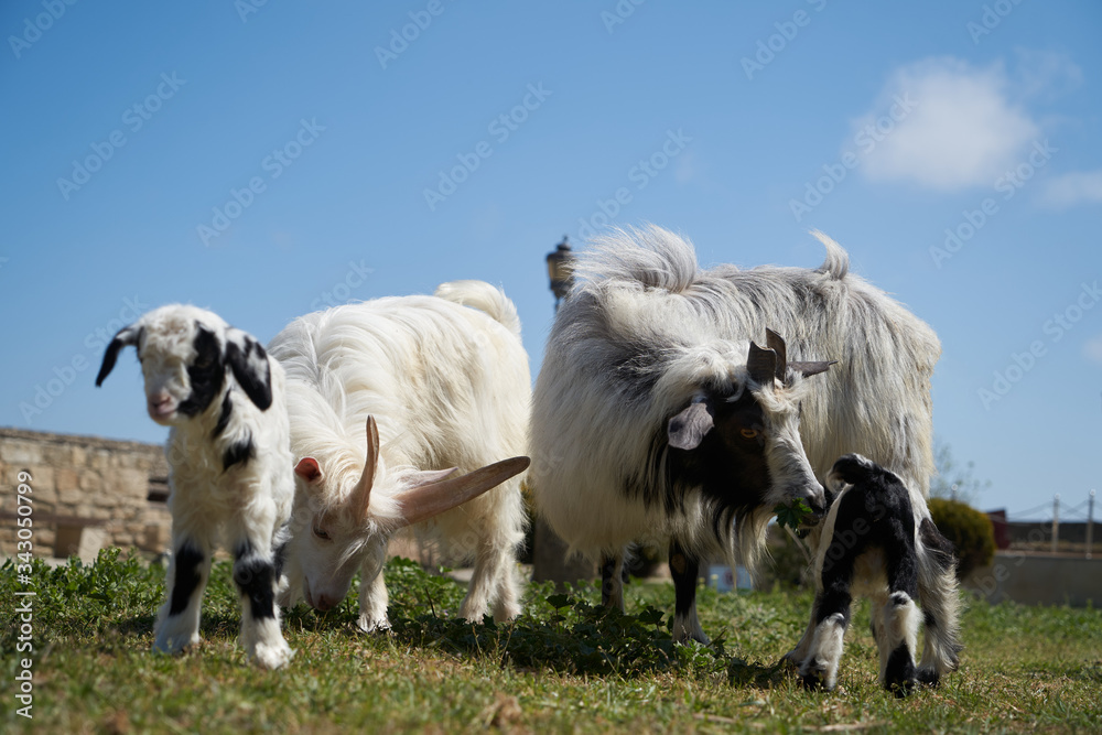 Obraz premium Farm animal goat. Goat livestock on farm on sunny day