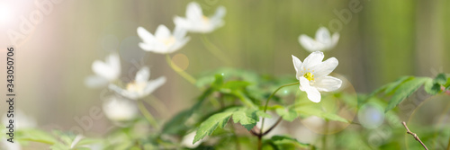 Fotografija Wood anemone in the forrest