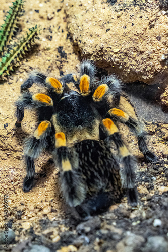 Single Mexican Redknee Tarantula spider - latin Brachypelma smithi - natively inhabiting Mexico in an zoological garden terrarium
