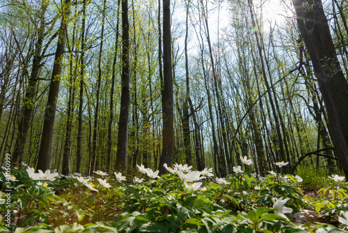 Wood anemone in the forrest
