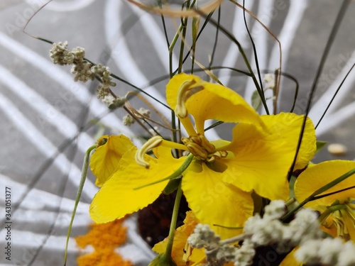 Yellow flowers on blooming cassia auriculata - senna tree during spring photo