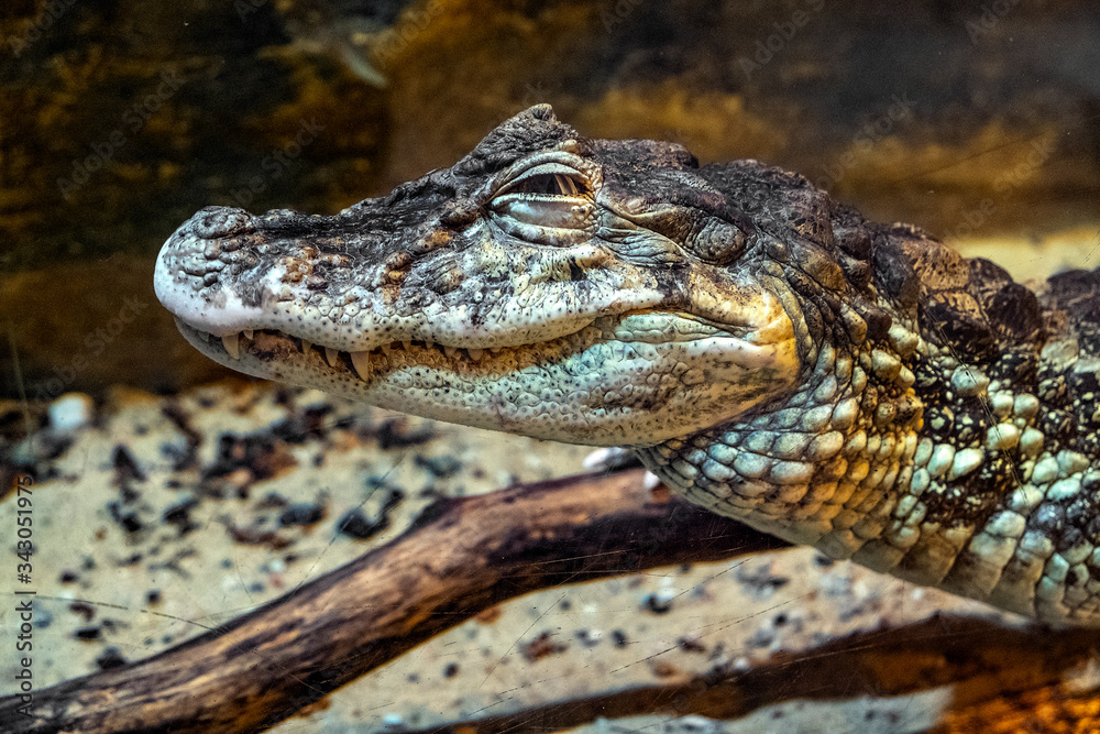 Single Dwarf caiman - latin Paleosuchus palpebrosus - known also as Cuvier’s dwarf caiman natively inhabiting wet forests of South America, in an zoological garden terrarium Single Dwarf caiman - latin Paleosuchus palpebrosus - known also as Cuvier’s dwarf caiman natively inhabiting wet forests of South America, in an zoological garden terrarium