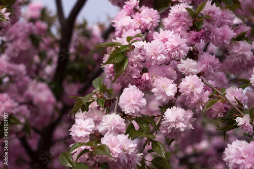 Blooming cherry tree with delicate terry flowers, sakura. Pink floral background