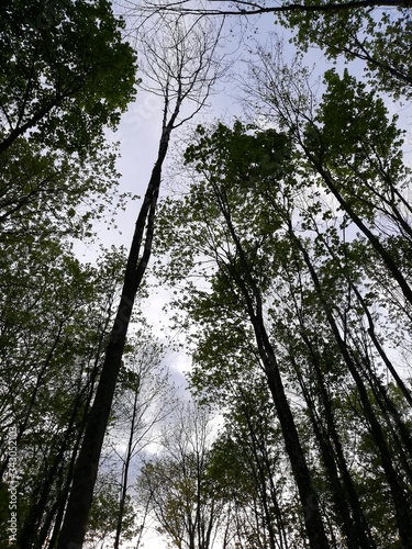 trees and sky