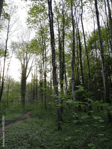 trees in the forest