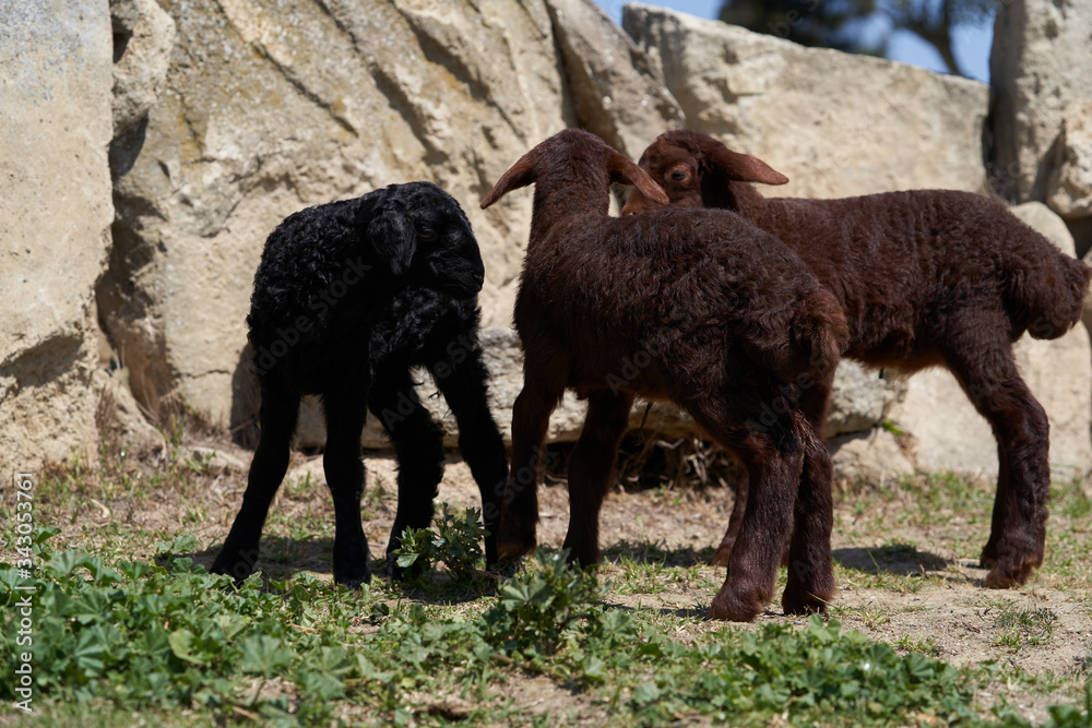 Farm animals, cute little lambs. Livestock, sheep on green meadow