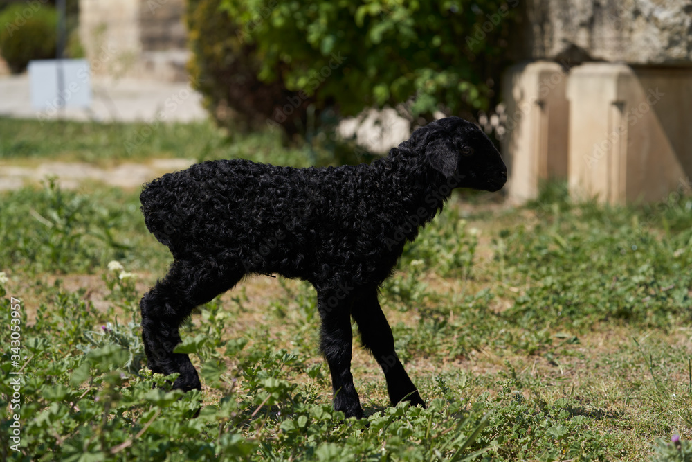 Farm animals, cute little lambs. Livestock, sheep on green meadow Farm animals, cute little lambs. Livestock, sheep on green meadow