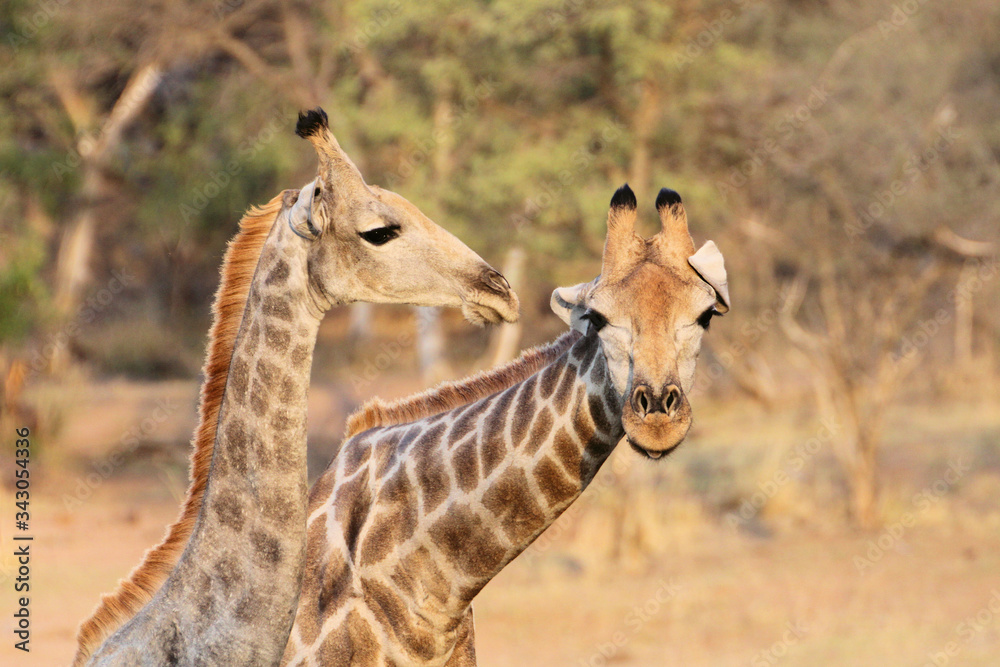 Obraz premium Giraffe checking out live