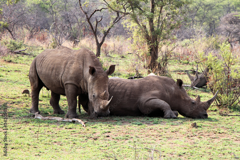 African White Rhino Family Taking A Nap