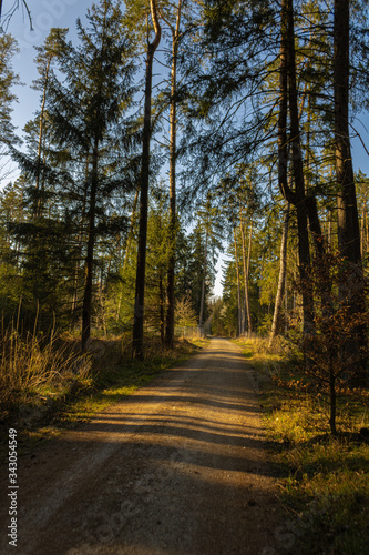 Ein sonniger Waldweg der den Blick in die Ferne schweifen l  sst.