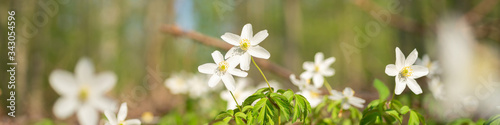 Wood anemone in the forrest