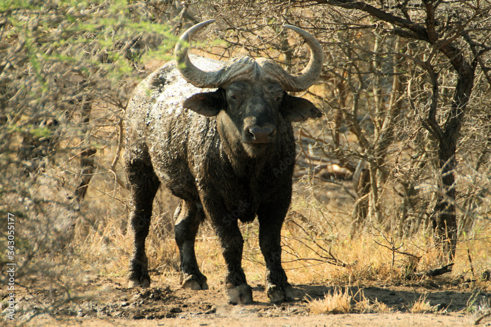 African buffalo or Cape buffalo (Syncerus caffer) , Thaba Lodge, Black Rhino Reserve, South Africa African buffalo or Cape buffalo (Syncerus caffer) , Thaba Lodge, Black Rhino Reserve, South Africa