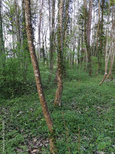 pine tree forest