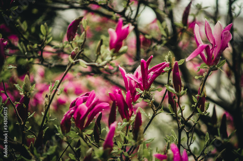 magnolia flowers with water drops