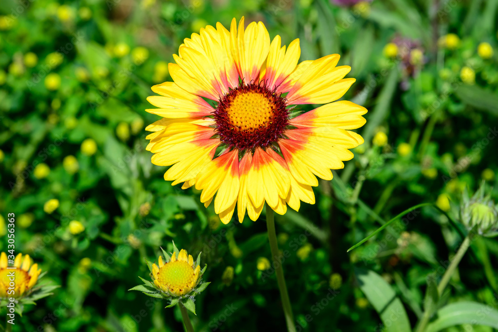 Top view of one vivid yellow and red Gaillardia flowers, common name blanket flower, and blurred green leaves in soft focus, in a garden in a sunny summer day, beautiful outdoor floral background
Top view of one vivid yellow and red Gaillardia flowers, common name blanket flower, and blurred green leaves in soft focus, in a garden in a sunny summer day, beautiful outdoor floral background