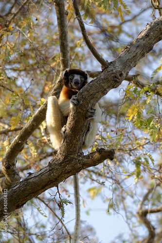 Un lémurien (Sifaka couronné) perché dur un arbre dans une forêt de Madagascar