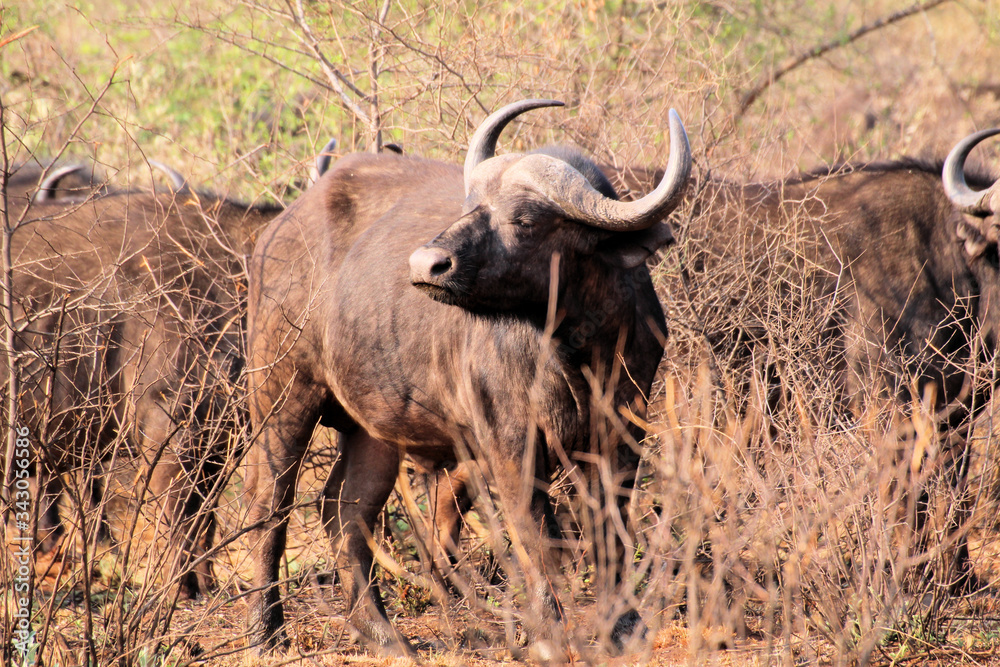 African buffalo or Cape buffalo (Syncerus caffer) , Thaba Lodge, Black Rhino Reserve, South Africa African buffalo or Cape buffalo (Syncerus caffer) , Thaba Lodge, Black Rhino Reserve, South Africa