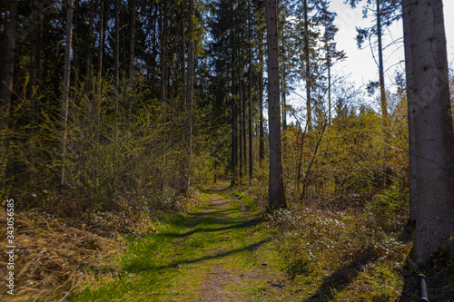 Sonniger Waldpfad