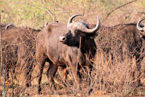 African buffalo or Cape buffalo  Syncerus caffer    Thaba Lodge  Black Rhino Reserve  South Africa